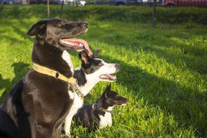 Disparo a la cabeza de tres perros de fondo verde borroso. vista de perfil lateral foto