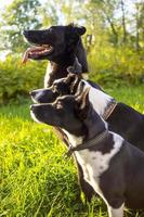 head shot of three dogs of blurry green background. Side profile view photo