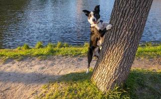 the dog is hiding behind a tree. Border Collie the lake shore in summer. a dog looks out from behind a tree photo