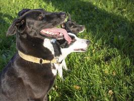 head shot of three dogs of blurry green background. Side profile view photo