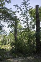 pruning trees. Slaughter of a poplar. Seasonal pruning of trees in the city park service. photo