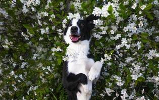A happy dog in flowers. The pet is smiling. photo