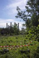pruning trees. Slaughter of a poplar. Seasonal pruning of trees in the city park service. photo