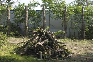 pruning trees. Slaughter of a poplar. Seasonal pruning of trees in the city park service. photo