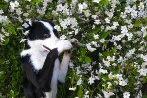 A happy dog in flowers. The pet is smiling. photo