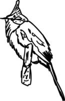 boceto de pájaro, ilustración, vector sobre fondo blanco.