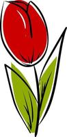 Tulip drawing, illustration, vector on white background.