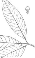 género quercus, l. ilustración vintage de roble. vector