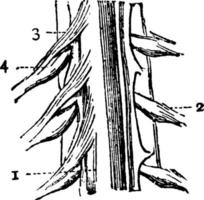 médula espinal, ilustración vintage. vector