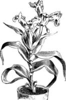 Iris Caucasica vintage illustration. vector