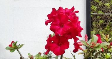 Red azalea, adeniumor or desert rose flower blooming with blurred green leaves background and copy space on right. Freshness red flower in garden park. Beauty of flora and Natural wallpaper concept. photo