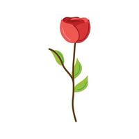 red rose flower vector