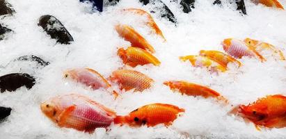 Group of fresh Pomegranate fish freeze on ice at ocean market or supermarket. Animal and uncooked food. photo