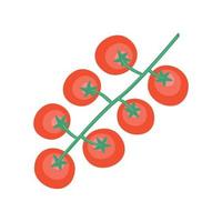 branch with tomatoes plant vector