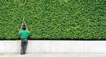 Gardener man cutting and decorated branch of tree and some leaves falling down on floor with green plant wall background and copy space on right. Man worker trimming bushes and taking care of garden. photo