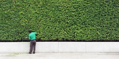 hombre jardinero cortando y decorando una rama de árbol y algunas hojas cayendo en el suelo con fondo de pared de planta verde y copiando espacio a la derecha. hombre trabajador recortando arbustos y cuidando el jardín. foto