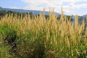 Yellow flower grass and green field growing in forest or jungle with mountain, blue sky and cloud background. Natural wallpaper and Beauty in nature. Season and freshness. photo