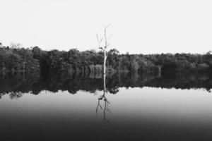 Dead tree growth on lake or river with forest or jungle background in black and white tone. Beauty in nature in monochrome style. Art natural wallpaper. photo