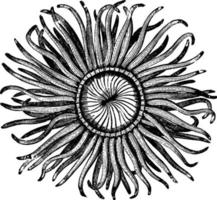 boca de la anémona de mar, ilustración vintage. vector