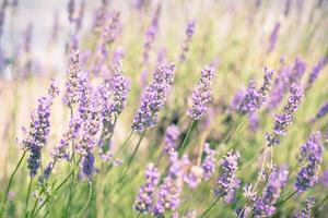 Lavender Flowers Natural Background photo