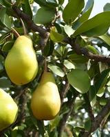 Green Pear Fruits photo