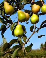 Green Pear Fruits photo