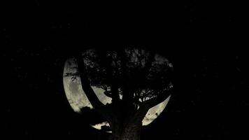 Moon Behind Ancient Gnarled Tree Branches. Time Lapse video