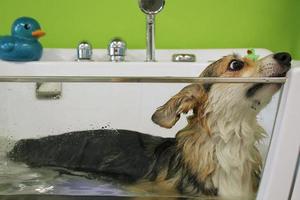 divertido perro pembroke corgi galés tomando un relajante baño de burbujas de ozono en el salón de aseo. cuidado de animales, bienestar, concepto de procedimiento de spa. higiene de mascotas, animales húmedos sentados en el baño. de cerca foto