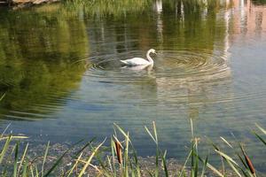 White swan swimming in a pond. Migratory, wild birds sanctuary on lake in nature concept. Landscape with floating bird in artificial river. Wildlife reserve in water. Spring nest. Waterfowl shelter photo