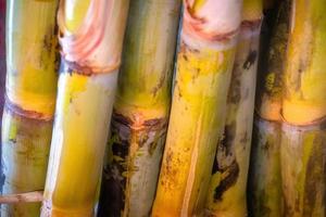 Close up of Sugarcane Saccharum officinarum with copy space photo