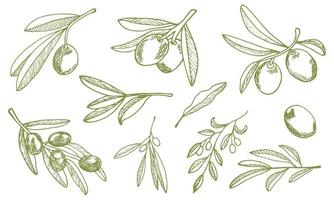 aceitunas con ramas de olivo y frutas para el diseño de la cocina italiana, alimentos de aceite virgen extra, envoltura de embalaje de productos cosméticos. vector