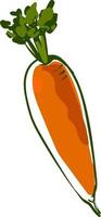 Fresh carrot, illustration, vector on white background.
