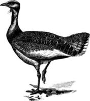 Great Bustard, vintage illustration. vector