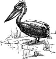 Pelican, vintage illustration vector