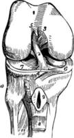 la articulación de la rodilla, ilustración antigua. vector