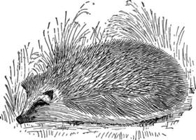 Hedgehog, vintage illustration vector