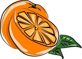 Orange in half, illustration, vector on white background.