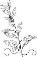 Laurel Ornament is an Evergreen, vintage engraving. vector
