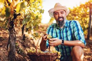 Vineyard Harvest view photo