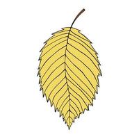 Vector illustration of elm leaf isolated on white background. Cartoon style