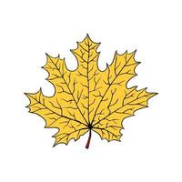 A fallen leaf of a maple tree. Vector illustration isolated on white background in cartoon style