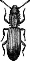 Saw Toothed Grain Beetle, vintage illustration. vector