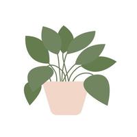 Vector flat style house plant illustration