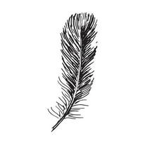 Set of bird feathers. Hand drawn sketch style. vector