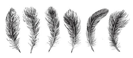 Set of bird feathers. Hand drawn sketch style. vector