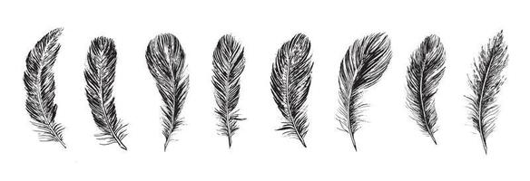 Set of bird feathers. Hand drawn sketch style. vector