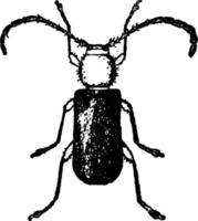 escarabajo, ilustración vintage. vector