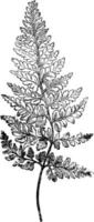 Frond of Gymnogramme Calomelanos Chrysophylla vintage illustration. vector