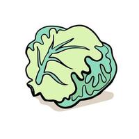 Cabbage botanical hand drawn Isolated vector illustration. Organic vegetarian product. Cabbage applicable for restaurant menu or packaging, label, poster, print. Engraving style.