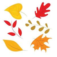 Autumn leaves set, isolated on white background. vector